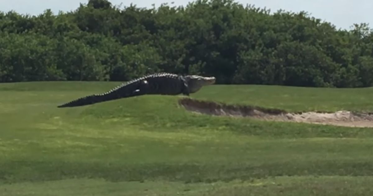 "Денег нет, вы держитесь" на банкоматах и прогулка аллигатора полем для гольфа. Тренды соцсетей
