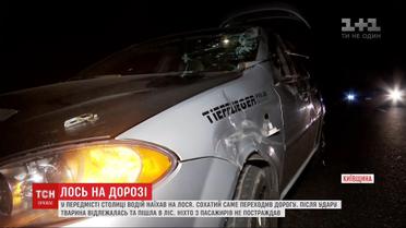 В пригороде Киева водитель легковушки сбил лося