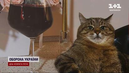 Найвідоміший кіт-блогер Степан повернувся до Харкова - не один, а з подружкою