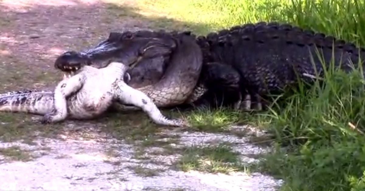 В Сети появилось жуткое видео, как гигантский аллигатор съел другого аллигатора