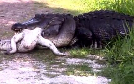 У Мережі з'явилося моторошне відео, як гігантський алігатор з'їв іншого алігатора