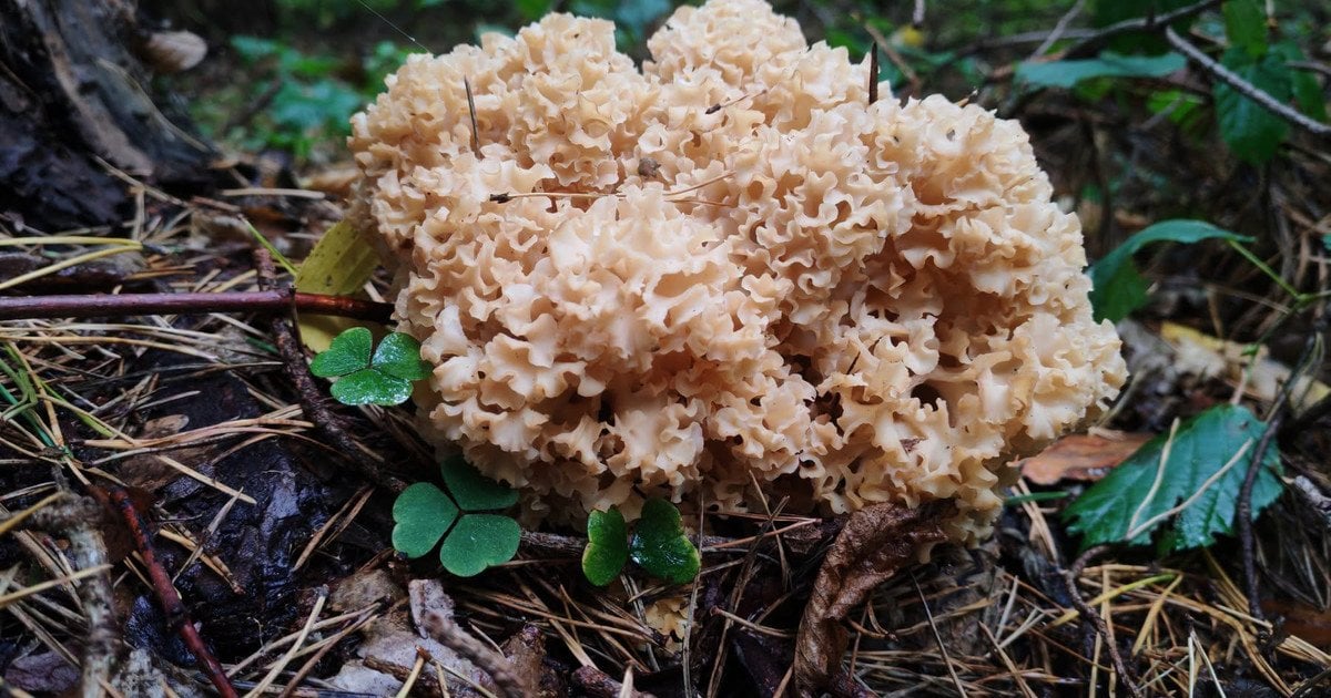 Sparassis crispa