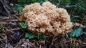 Sparassis crispa