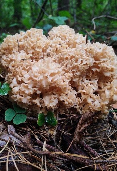 Sparassis crispa