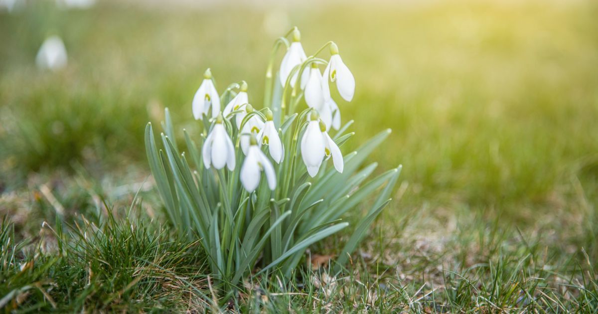 Подснежники.