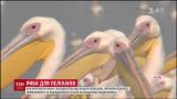 Нагодувати пеліканів. В Ізраїлі щотижня викидають птахам 6 тонн риби