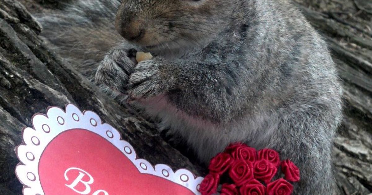 Белка-модница Снизи / © Sneezy The Penn State Squirrel / Facebook