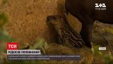 Новости Украины: в харьковском экопарке в семье тапиров родился детеныш
