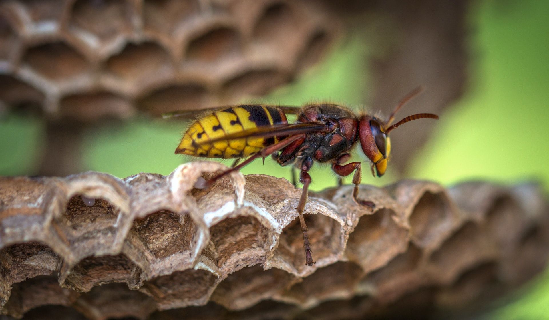 18 апреля в открытых местах осы начали строить гнезда — ждите сырого лета / © Pexels