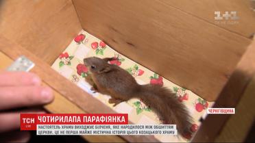 Настоятель храма выхаживает малого бельчонка, который родился между обшивкой церкви