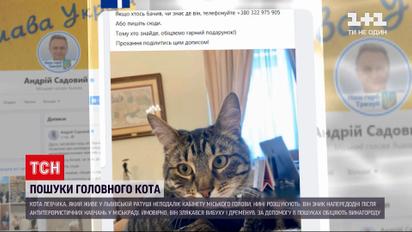 Новини України: у Львові шукають кота, який жив у Ратуші неподалік кабінету міського голови