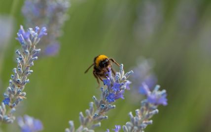 Бджоли покусали поліцейських, які намагалися розігнати мітинг бджолярів