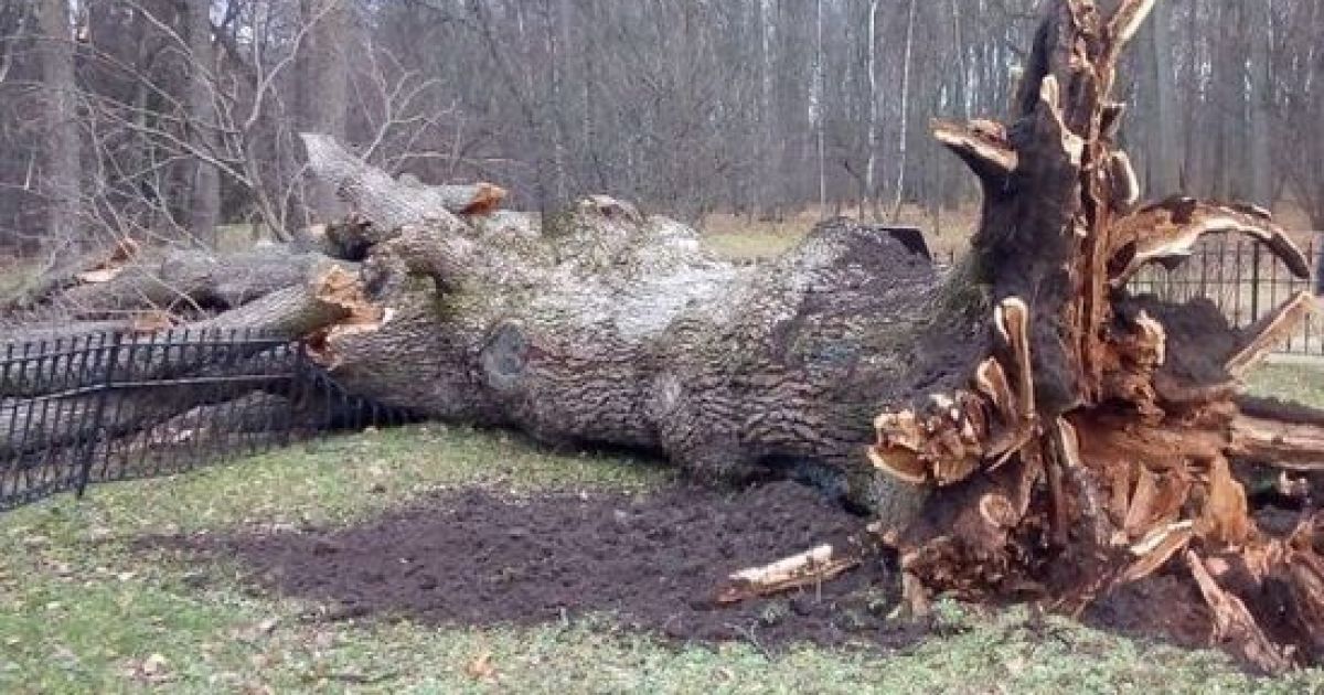 Фото: "Спаське-Лутовинове"