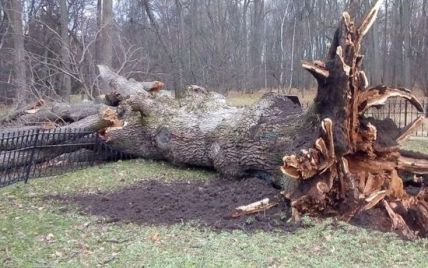 Завалил ураган: главное дерево России "дало дуба"