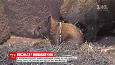 В зоопарку неподалік Чикаго маленький вомбат вперше з’явився перед відвідувачами