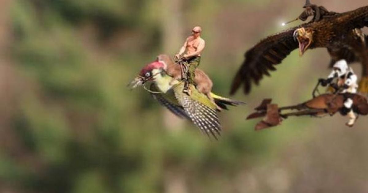 Фотограф Мартин Лемэй сделал замечательное фото ласки верхом на дятлі, а Интернет сразу отреагировал / © afp.com