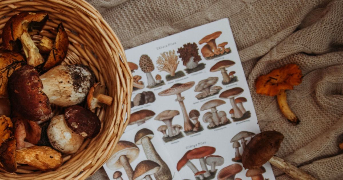 Как избежать отравления грибами: правила и симптомы