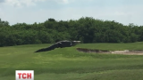 У Флориді гравців гольфу вразив гігантський алігатор