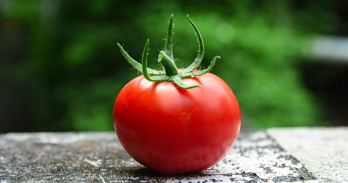 Помідор
