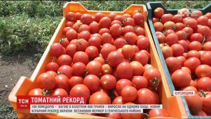 На Херсонщині встановили аграрний рекорд - 165 помідорів на одному кущі
