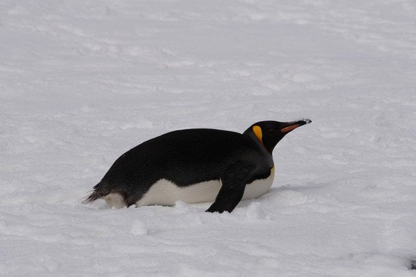 Королівський пінгвін.  / © Національний антарктичний центр