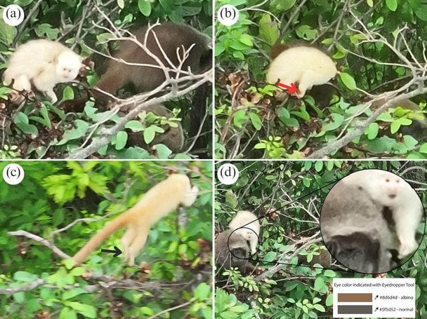 Мавпа тіті з альбінізмом / © de Paula Guimarães-Lopes et al. / Primates, 2026