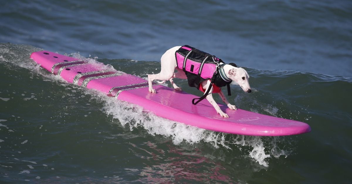 У Каліфорнії пройшов шостий щорічний Surf City / © Reuters
