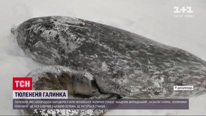 Тюленя, народжене в Антарктиді, назвали Галею