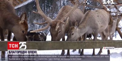 На Закарпаття привезли близько сотні благородних оленів | Новини України