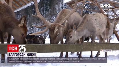 В Закарпатье привезли около сотни благородных оленей | Новости Украины