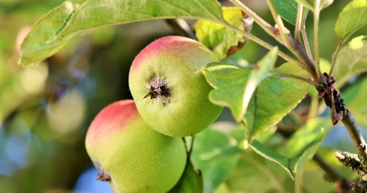 Яблоки гниют на дереве: как спасти урожай — Украина