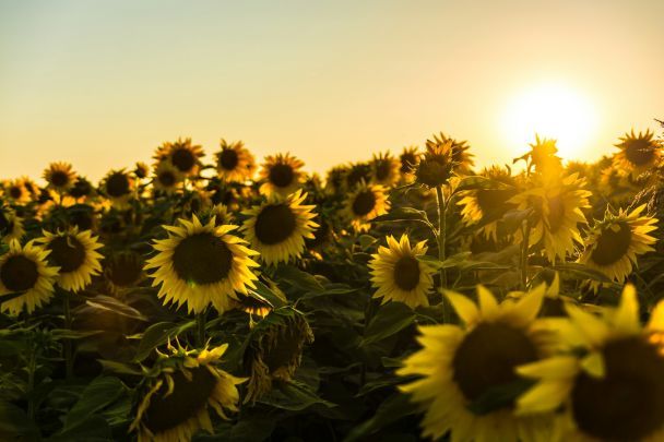 Народные приметы 21 июля / © Unsplash