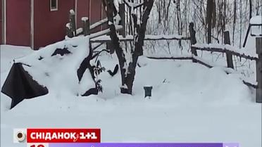 Захміліла білка стала зіркою мережі