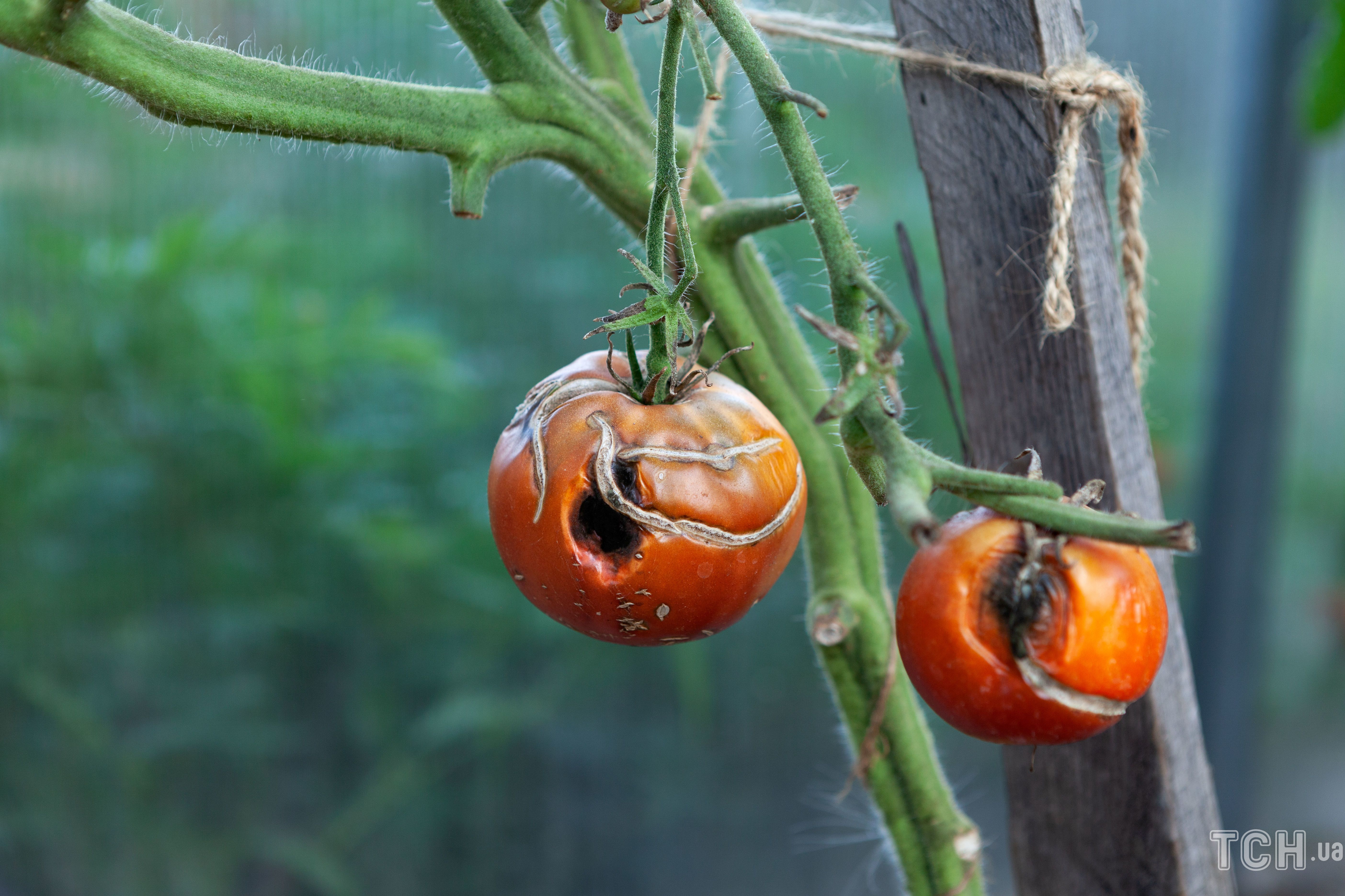 Ефективні методи боротьби з цвіллю у помідорах