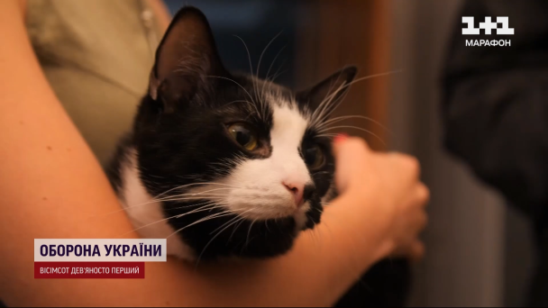 Кіт Гюнтер II