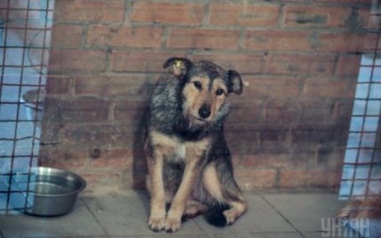 У Полтаві безпритульний собака врятував від смерті постраждалу в ДТП