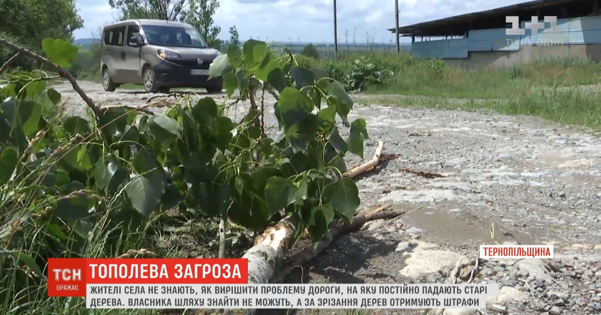 Жители села в Тернопольской области не знают, как решить проблему дороги, на которую падают старые деревья