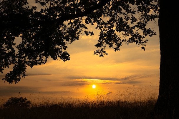 Народні прикмети 8 червня / © pexels.com