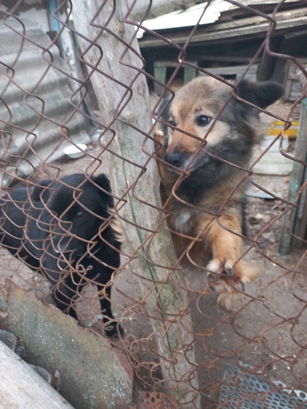  / © ОРГАНІЗАЦІЯ ЗАХИСТУ ТВАРИН "БІМ" м. Кропивницький