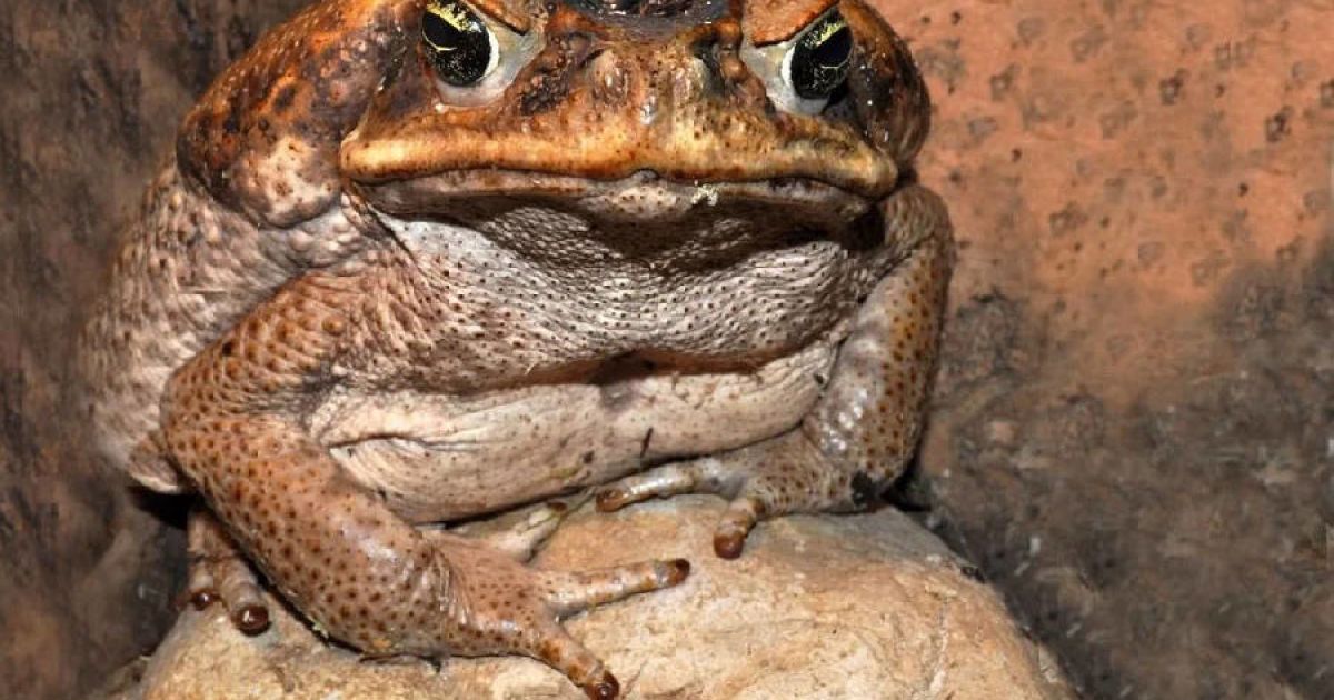 Фото: zvidusil.in.ua