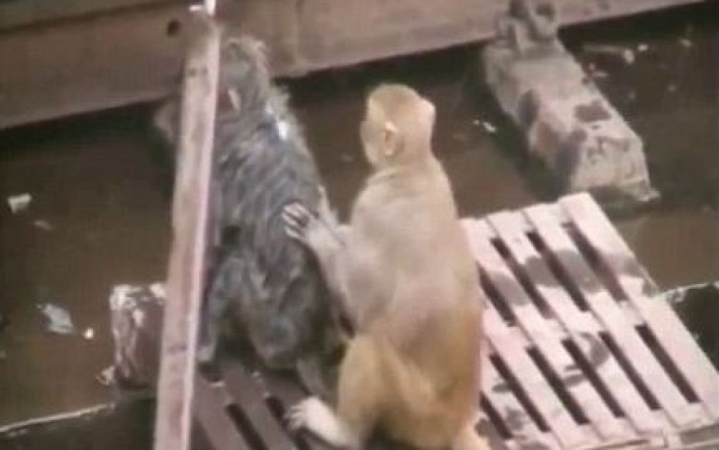 Животное 20 минут спасало пострадавшую обезьяну / © the Daily Mail