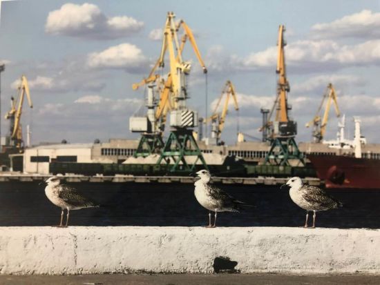 Управляти українським портом “Ольвія” буде катарська компанія: що зміниться