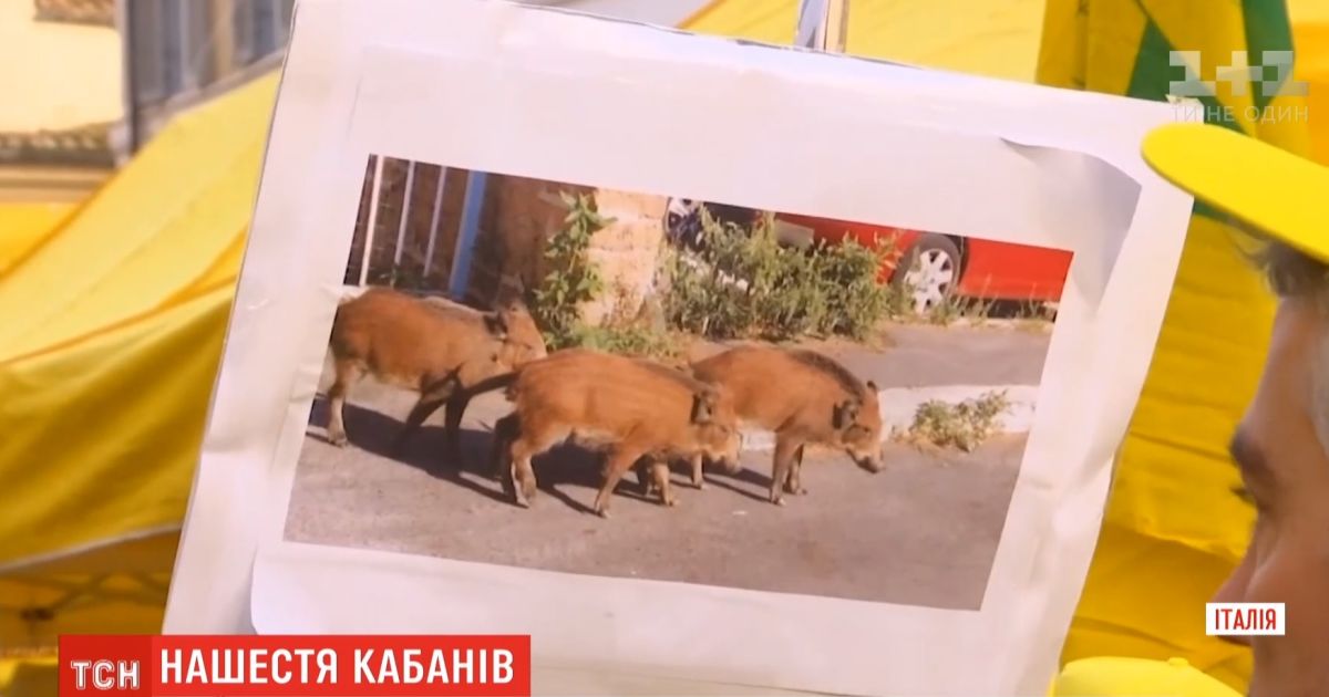 Італійські фермери зі сковорідками вимагали право вбивати кабанів