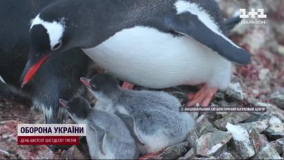 Перші пінгвінята! Смішні та милі фото виклали в Мережу науковці станції "Академік Вернадський"