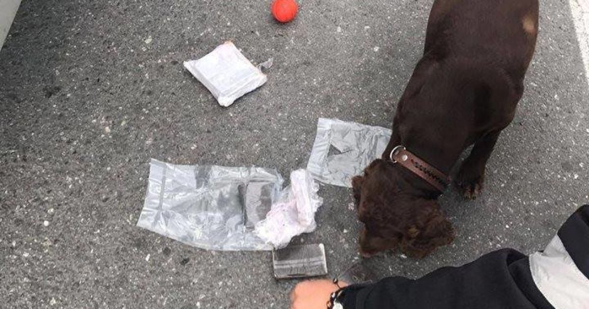 Львівські митники виявили понад 58,5 кілограм наркотиків_7 / © Державна фіскальна служба України