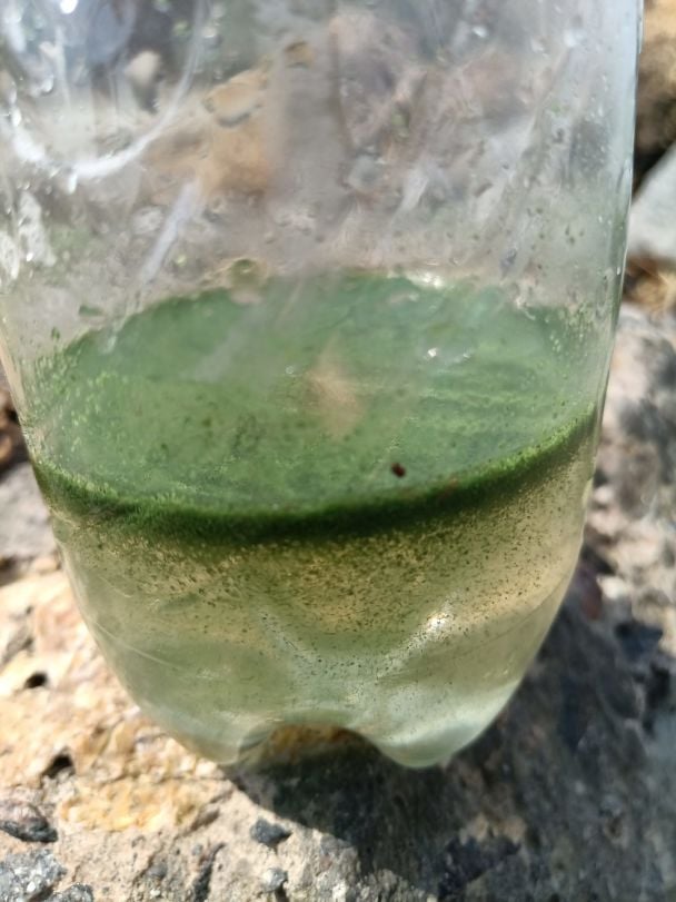 Цвітіння синьо-зелених водоростей у Чорному морі / Фото: Олег Ковтун