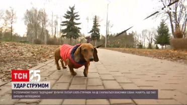 В столичном парке уличный фонарь чуть не убил током собаку | Новости Киева