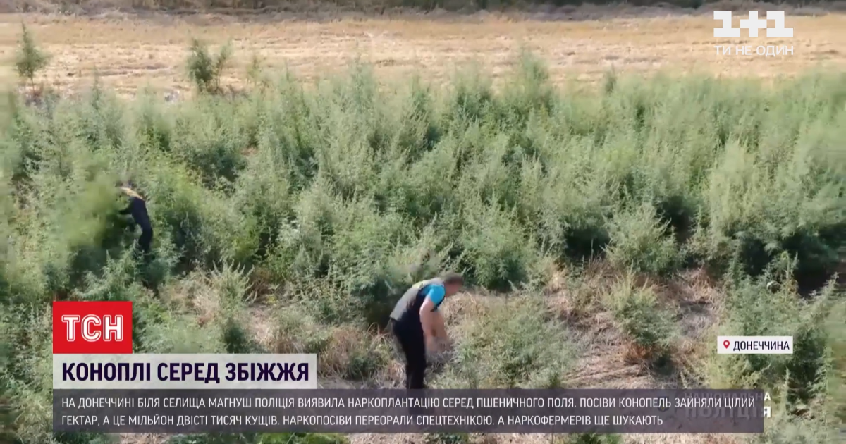Понад мільйон кущів: на Донеччині пшеничне поле засіяли коноплями