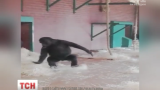 Вальс у виконанні горили зафільмували відвідувачі британського зоопарку