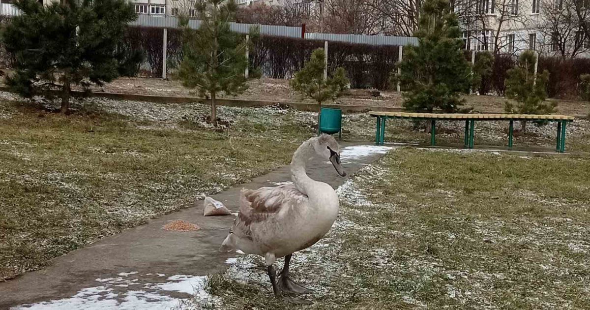 Фото: facebook.com/mykola.dychka